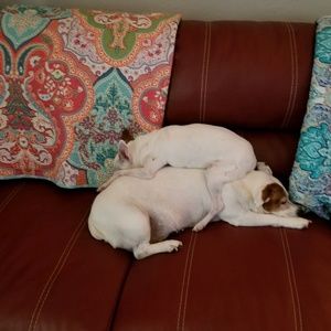 Meet your Posher, Molly